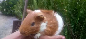 Guinea Pigs