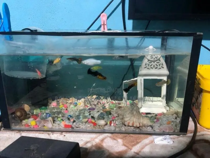 Fishes With Tank