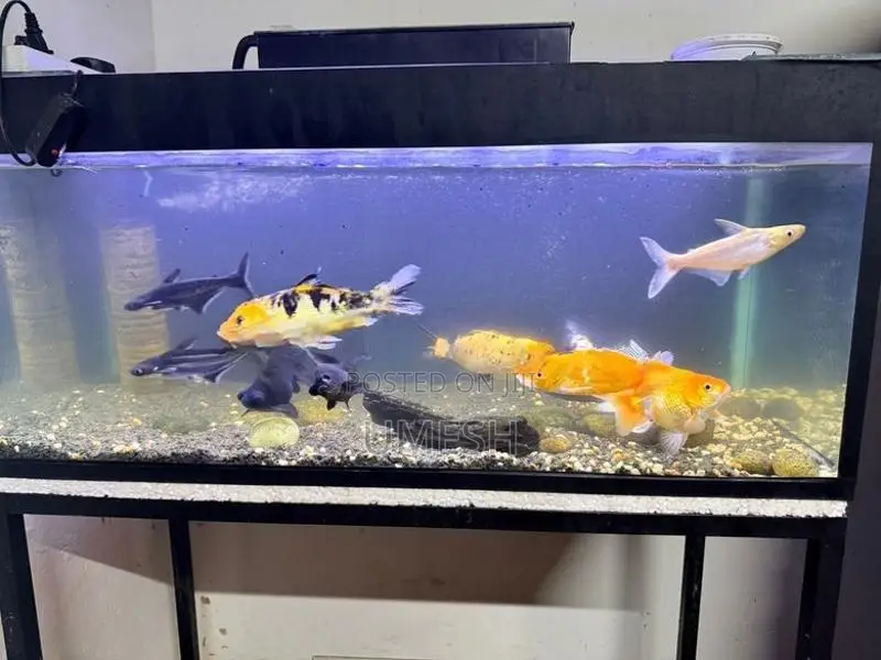 Fish Tank Full Set