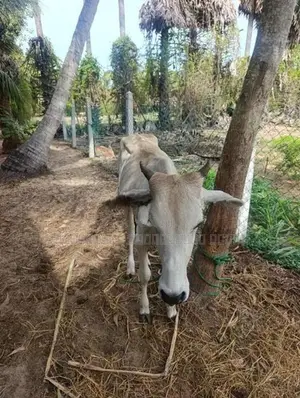 Farm Cow
