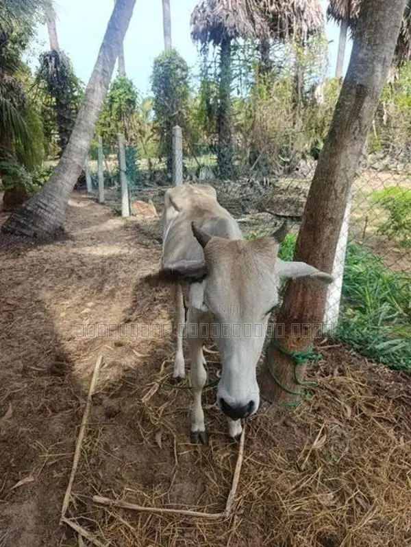 Farm Cow