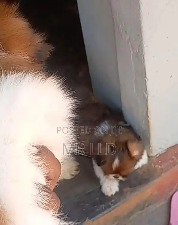 Shih Tzu puppies