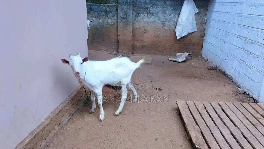Sanal goat