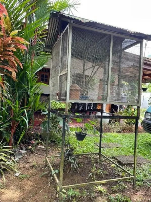 Birds Cage