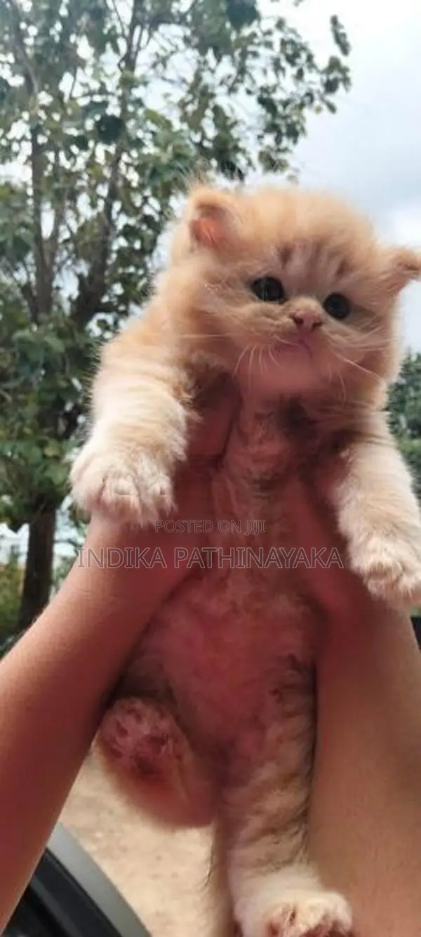 pure persion kittens