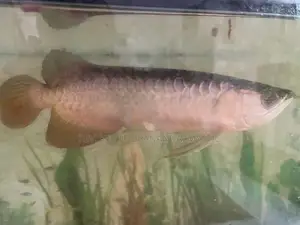 Golden Highback Arowana with tank