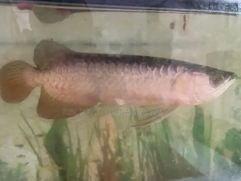 Golden Highback Arowana with tank