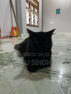 Persian Cat