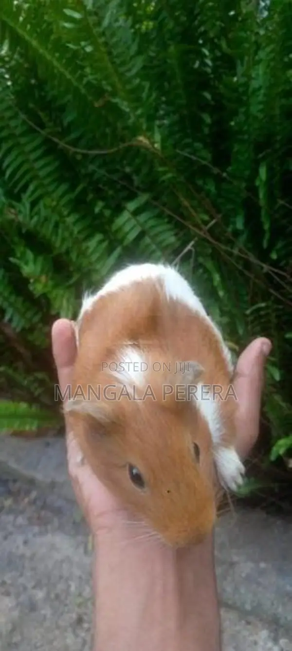 Guinea Pigs