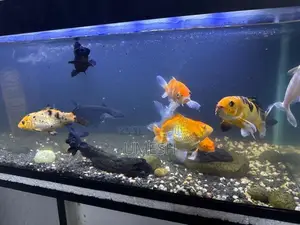 Fish Tank Full Set