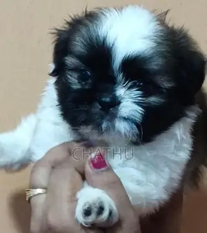 Shithzu Puppys