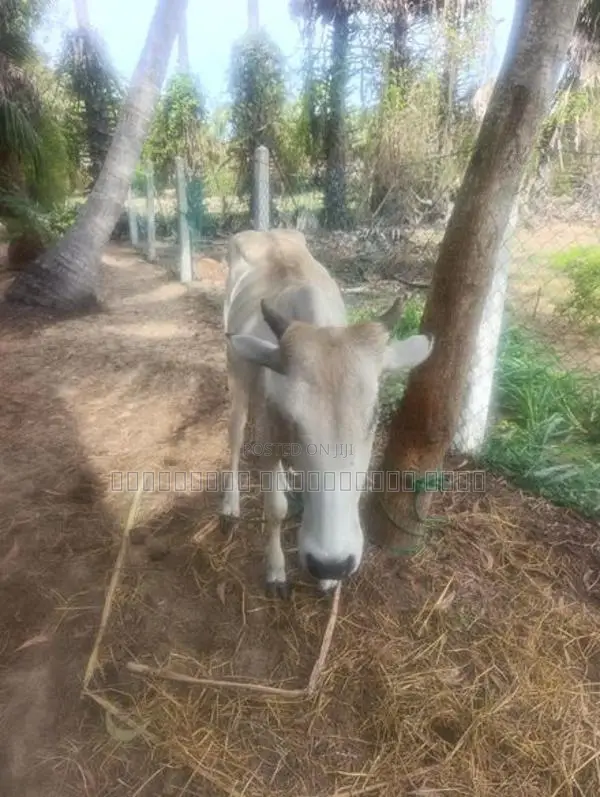 Farm Cow