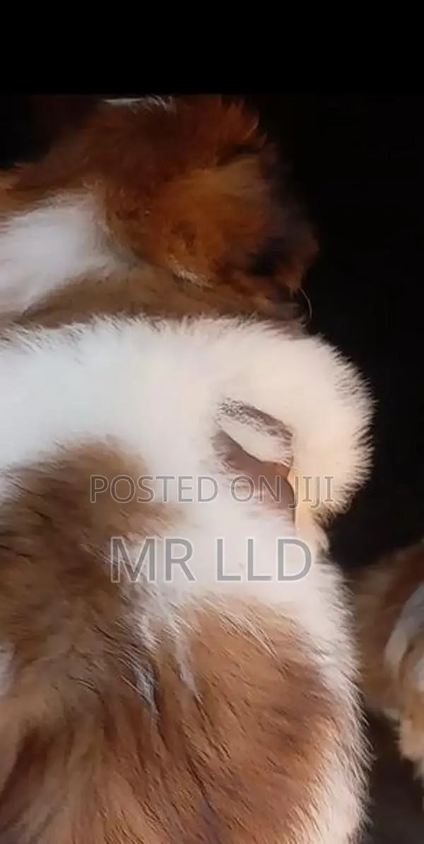 Shih Tzu puppies