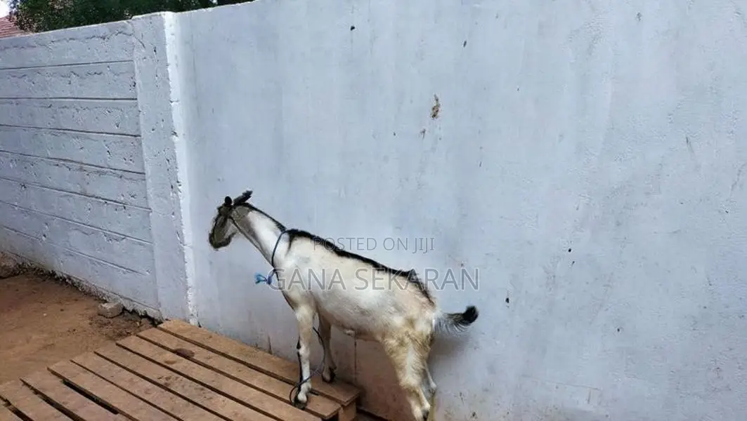 Sanal goat
