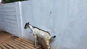 Sanal goat