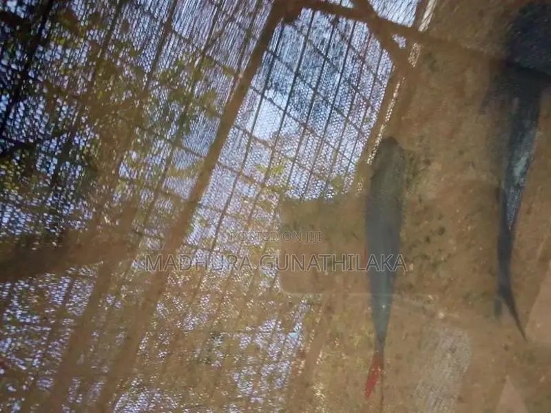 Tin Foil Barb Fish