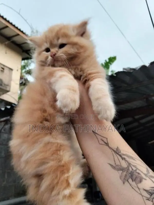 pure persion kittens