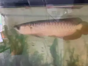 Golden Highback Arowana with tank