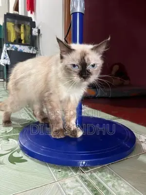 Persian Cat