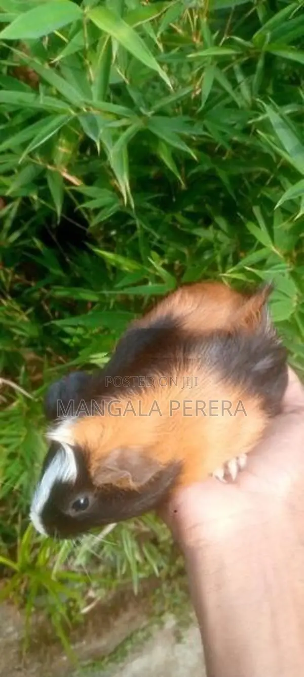 Guinea Pigs