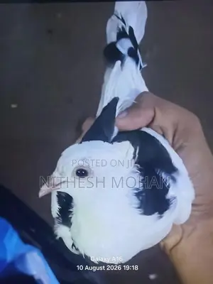 Spike Pigeon