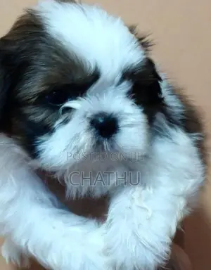 Shithzu Puppys