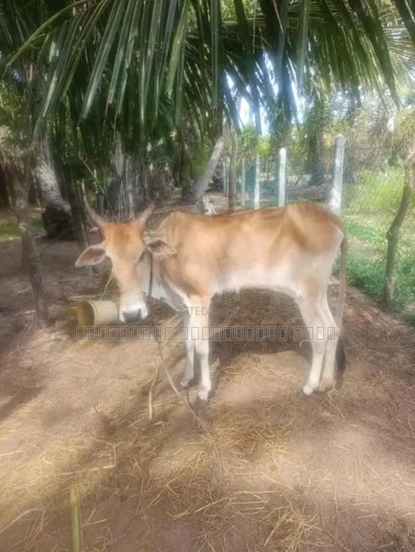 Farm Cow