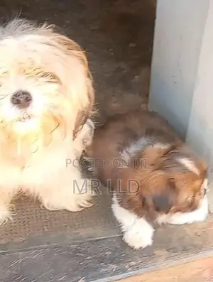 Shih Tzu puppies