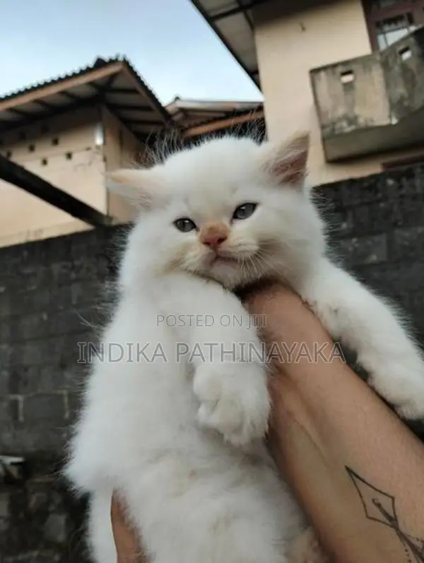 pure persion kittens