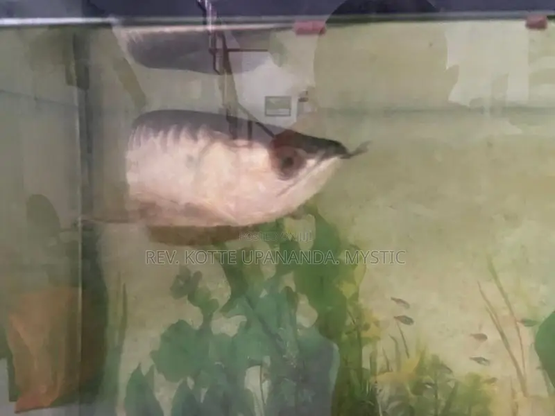 Golden Highback Arowana with tank