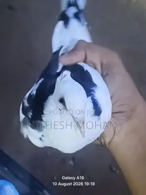 Spike Pigeon