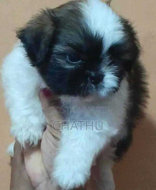 Shithzu Puppys