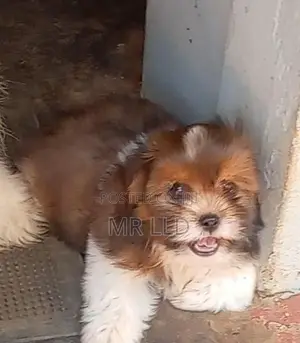 Shih Tzu puppies