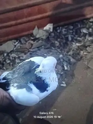 Spike Pigeon