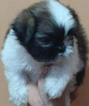 Shithzu Puppys