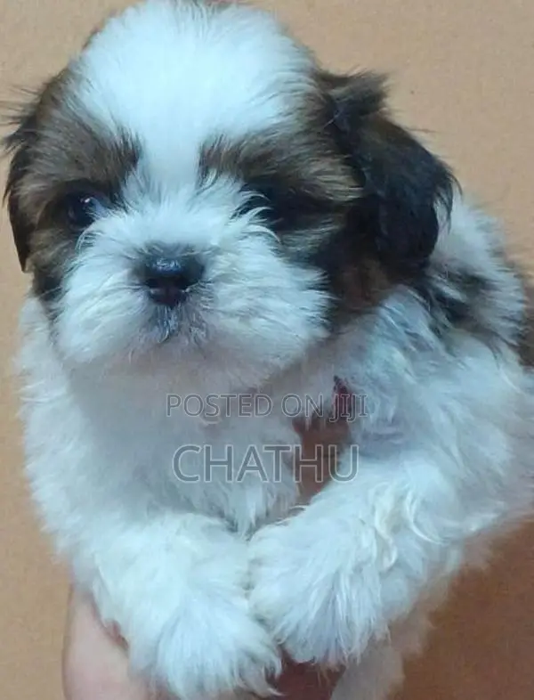 Shithzu Puppys