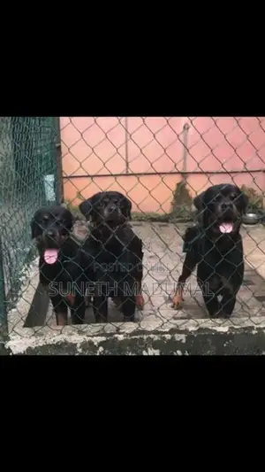 Rottweiler Puppies