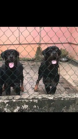 Rottweiler Puppies