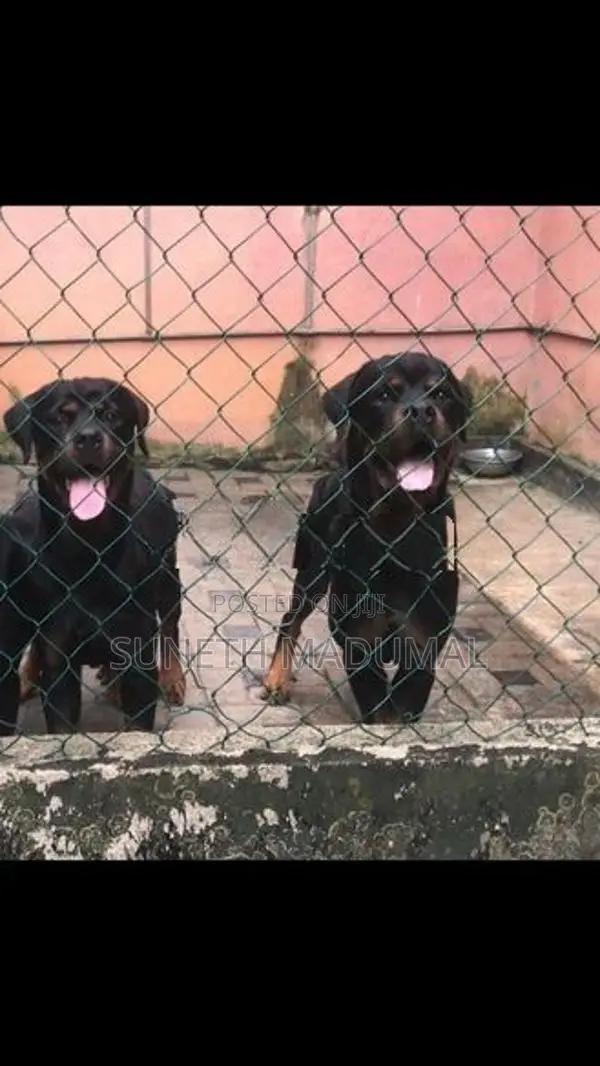Rottweiler Puppies