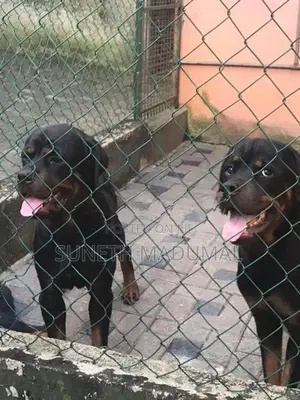 Rottweiler Puppies