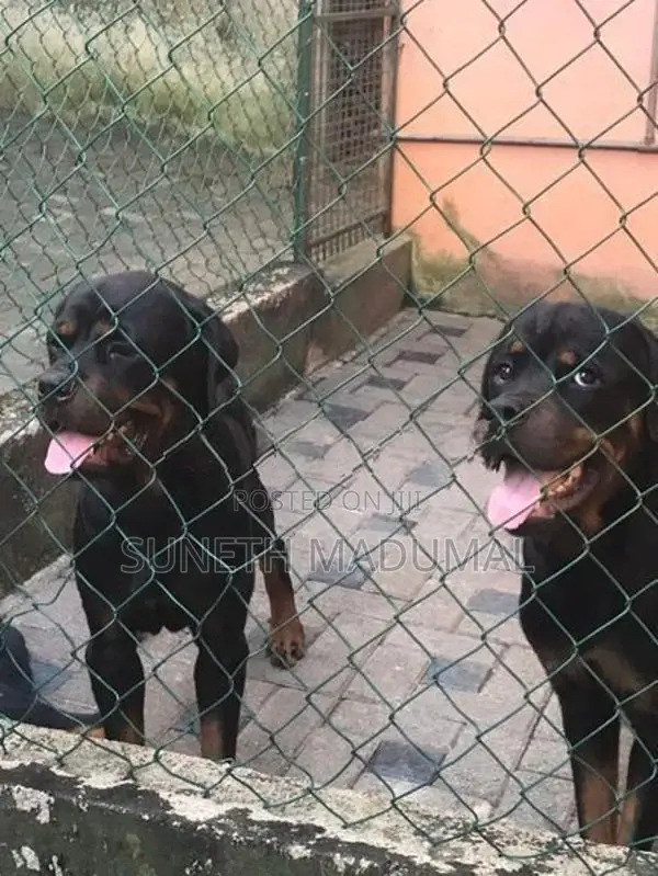 Rottweiler Puppies