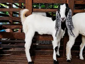 Jamnapari Goats
