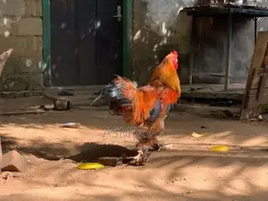Farm Chicken