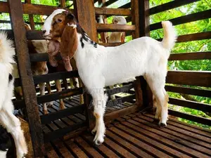 Jamnapari Goats