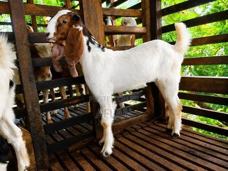 Jamnapari Goats