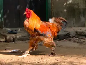 Farm Chicken