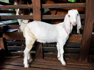 Jamnapari Goats