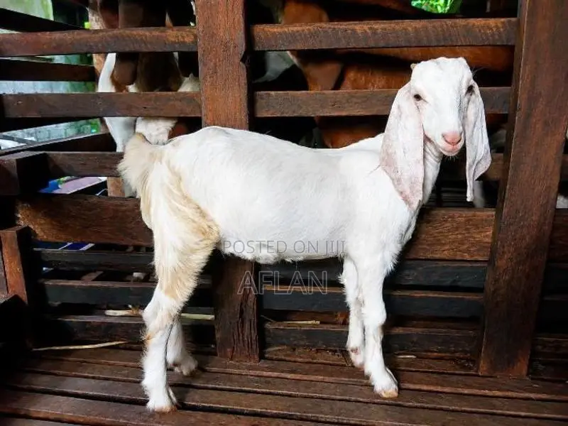 Jamnapari Goats