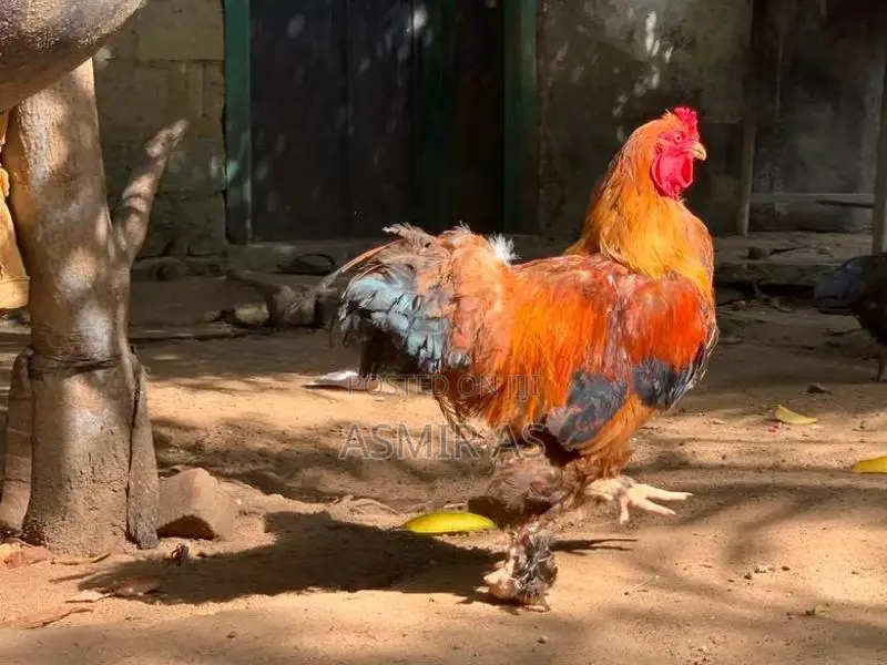 Farm Chicken