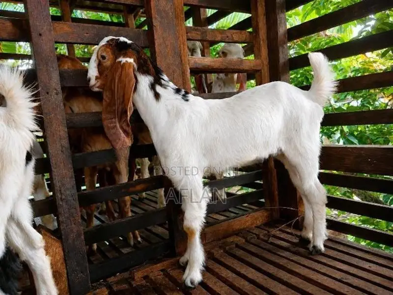 Jamnapari Goats